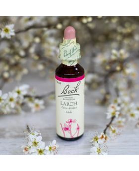 Larch,   Bachovy květové esence
