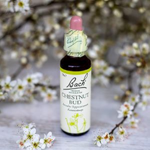 Chestnut Bud, Bachovy květové esence