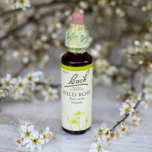 Wild Rose, Bachovy květové esence